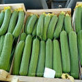 Green long  hybrid luffa sponge gourd seeds